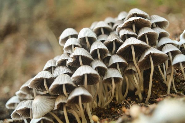 Quels sont les avantages de l'utilisation des champignons mycorhiziens dans l'agriculture urbaine ?