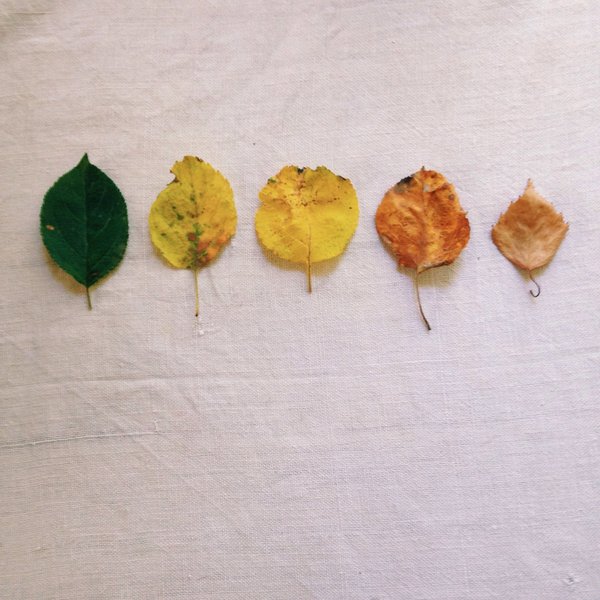 Comment le mouvement des Gilets Jaunes a-t-il évolué depuis son début ?