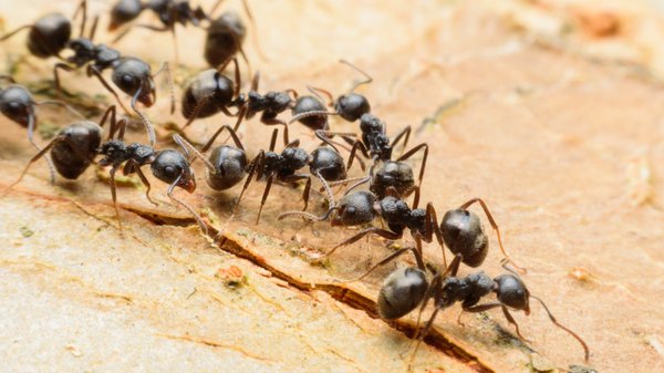 Conseils pratiques pour prévenir l'invasion de la fourmi écussonnée